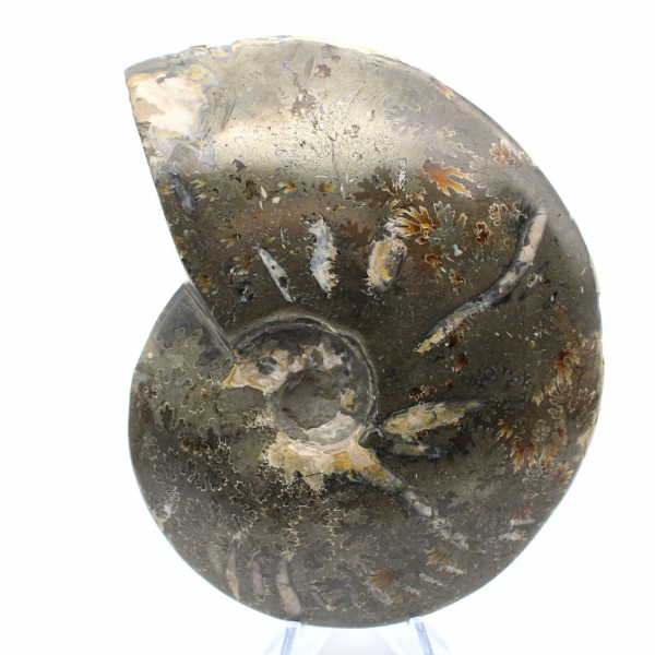 Ammonite naturale lucida intera proveniente dal Madagascar