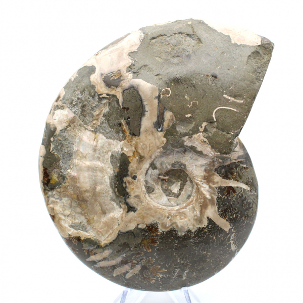 Ammonite naturale lucida intera proveniente dal Madagascar