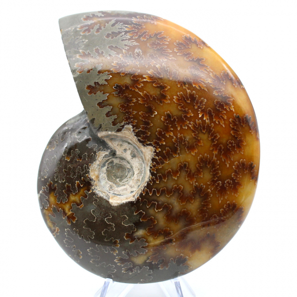 Fossile naturale intero lucidato di ammonite