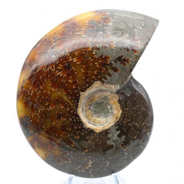 Fossile naturale intero lucidato di ammonite