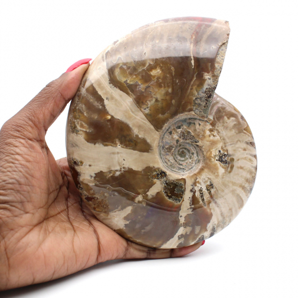 Ammonite intera dal Madagascar