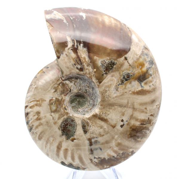 Ammonite intera dal Madagascar