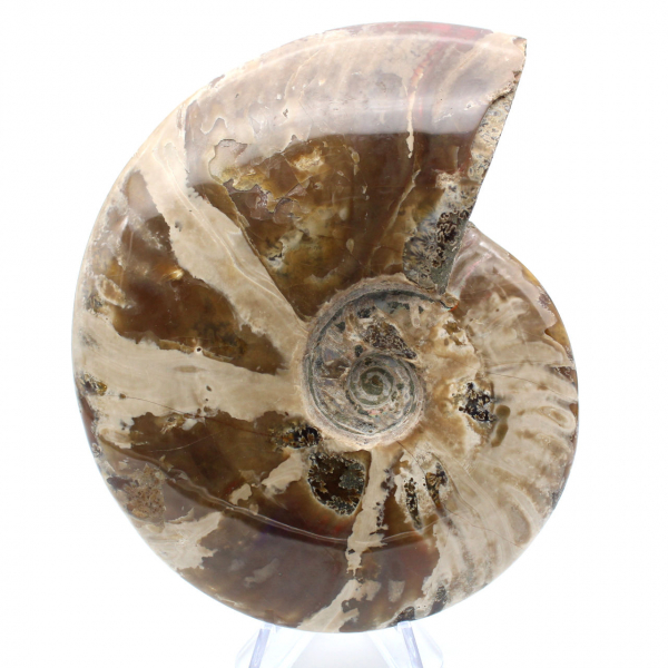 Ammonite intera dal Madagascar