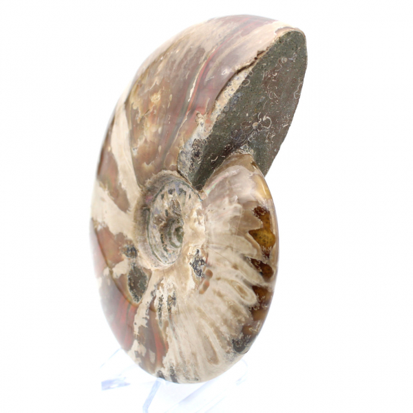 Ammonite intera dal Madagascar