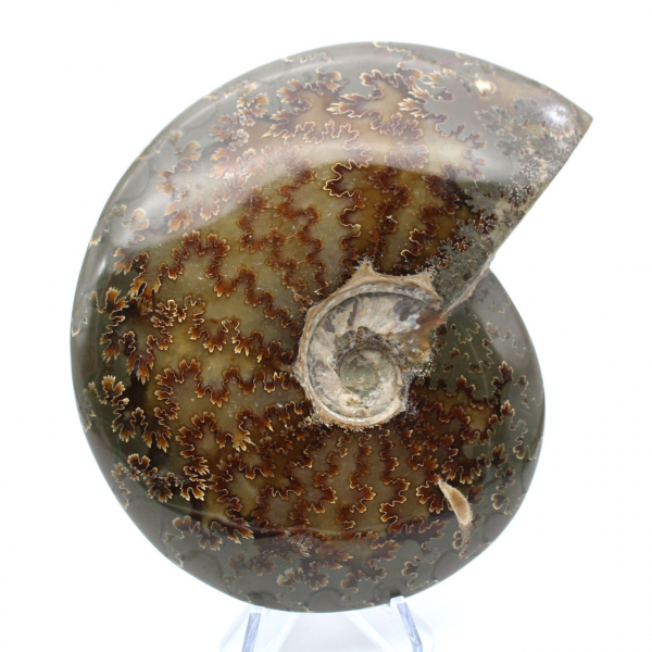 Ammonite fossilizzata intera lucidata