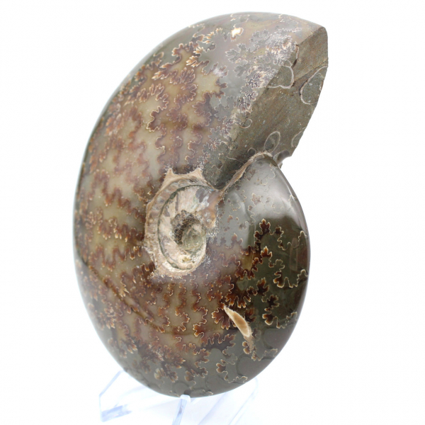 Ammonite fossilizzata intera lucidata