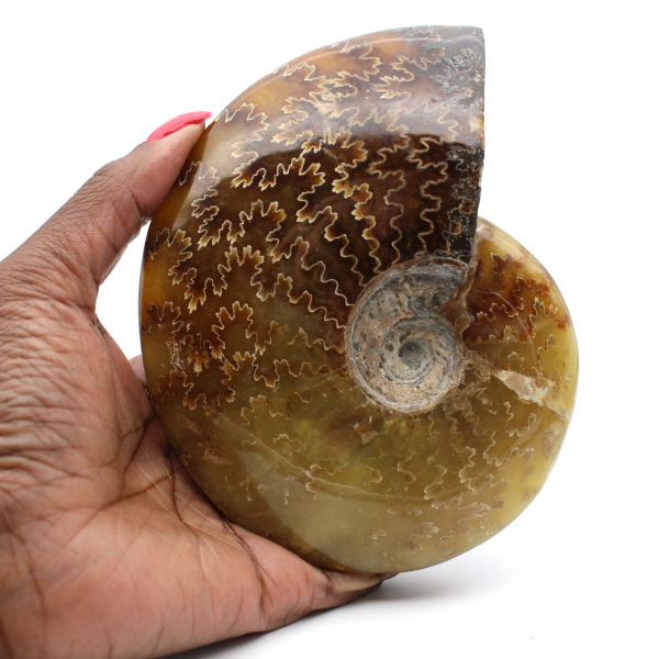 Ammonite intera