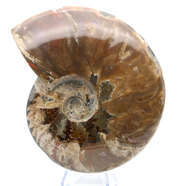 Ammonite fossilizzata intera