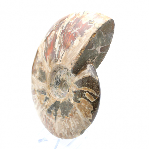 Ammonite fossilizzata intera