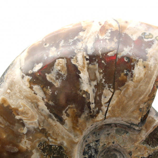 Ammonite fossilizzata intera