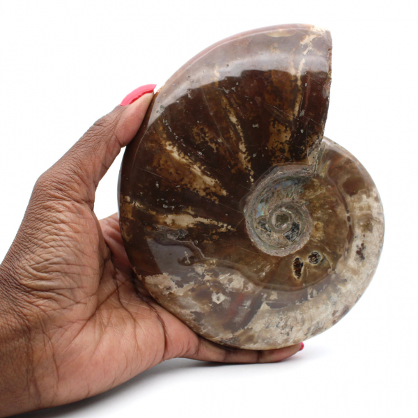 Ammonite intera naturale fossile