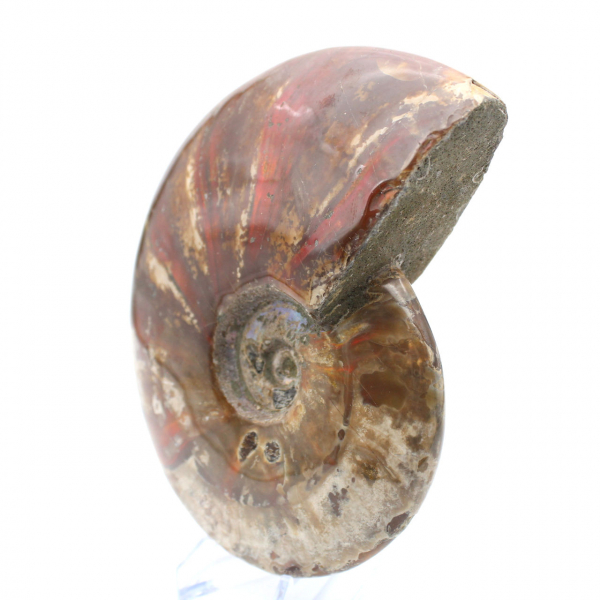 Ammonite intera naturale fossile