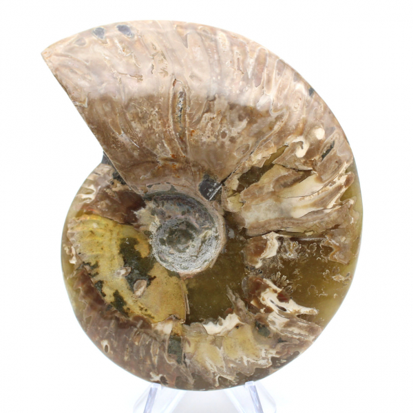 Fossile intero di ammonite lucidato