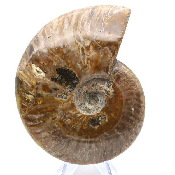 Fossile intero di ammonite lucidato