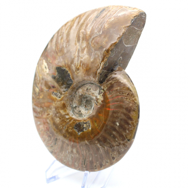 Fossile intero di ammonite lucidato