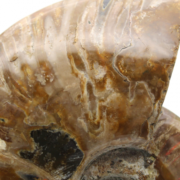 Fossile intero di ammonite lucidato