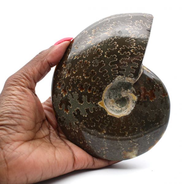 Ammonite intera lucidata