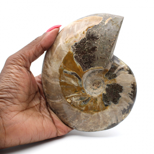 Ammonite fossile intera del Madagascar