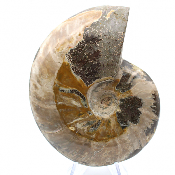 Ammonite fossile intera del Madagascar