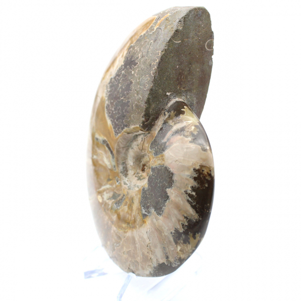 Ammonite fossile intera del Madagascar