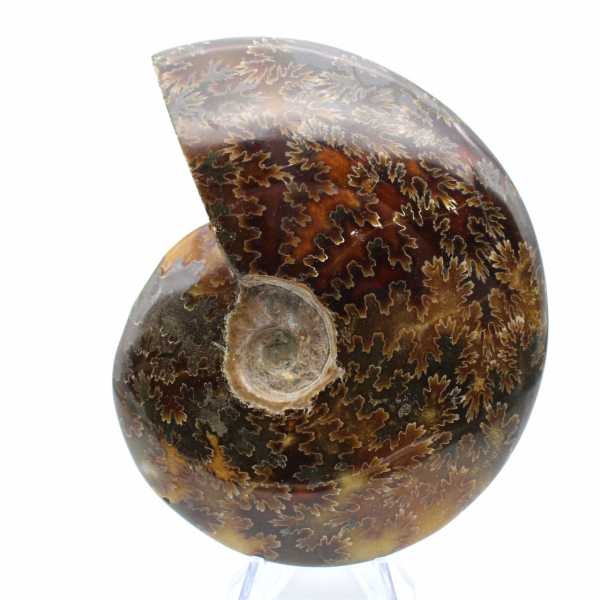 Fossile intero di ammonite lucidato