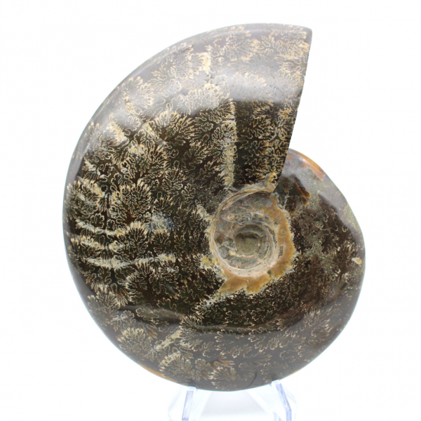 Fossile intero di ammonite lucidato