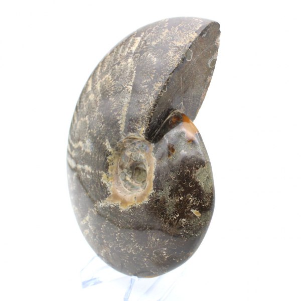 Fossile intero di ammonite lucidato