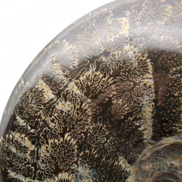 Fossile intero di ammonite lucidato