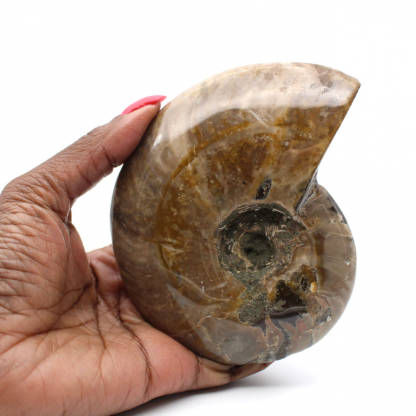 Ammonite fossile intera lucidata del Madagascar