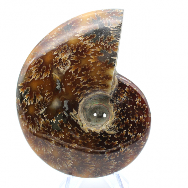 Ammonite naturale lucida del Madagascar