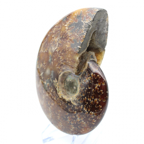 Ammonite naturale lucida del Madagascar