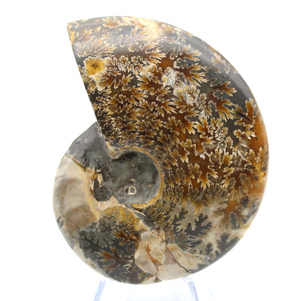 Fossile di ammonite naturale lucidato