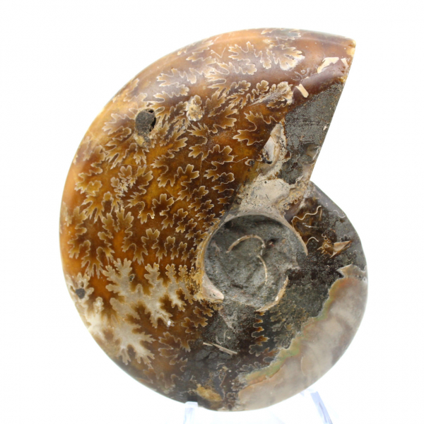 Fossile di ammonite naturale lucidato