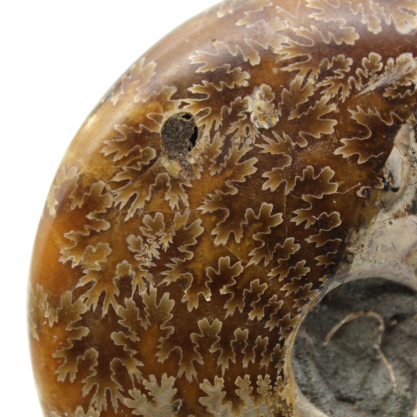 Fossile di ammonite naturale lucidato