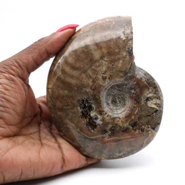 Ammonite del Madagascar