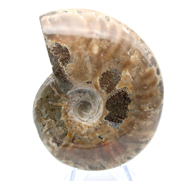 Ammonite del Madagascar