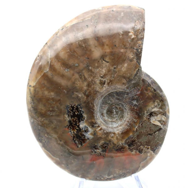 Ammonite del Madagascar