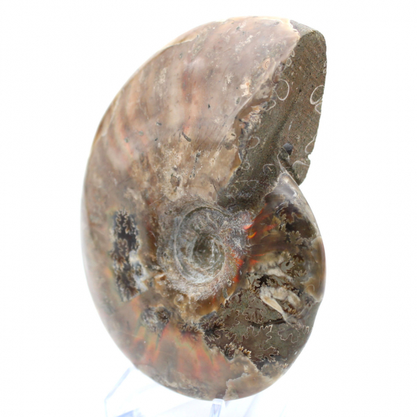 Ammonite del Madagascar