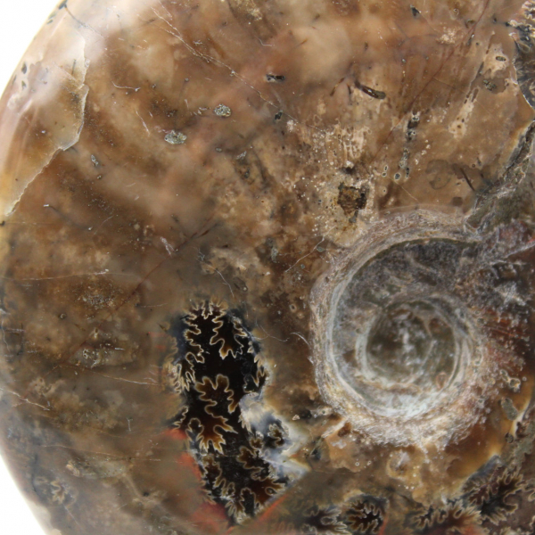 Ammonite del Madagascar