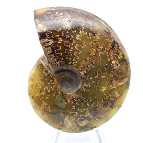 Ammonite lucida