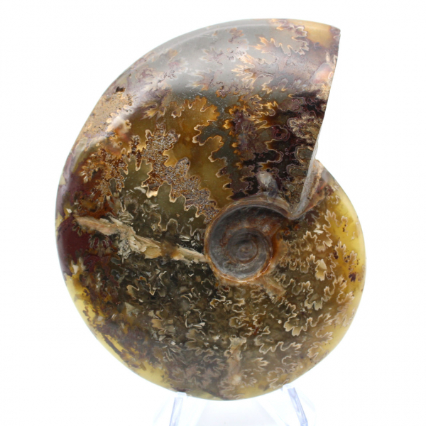 Ammonite lucida