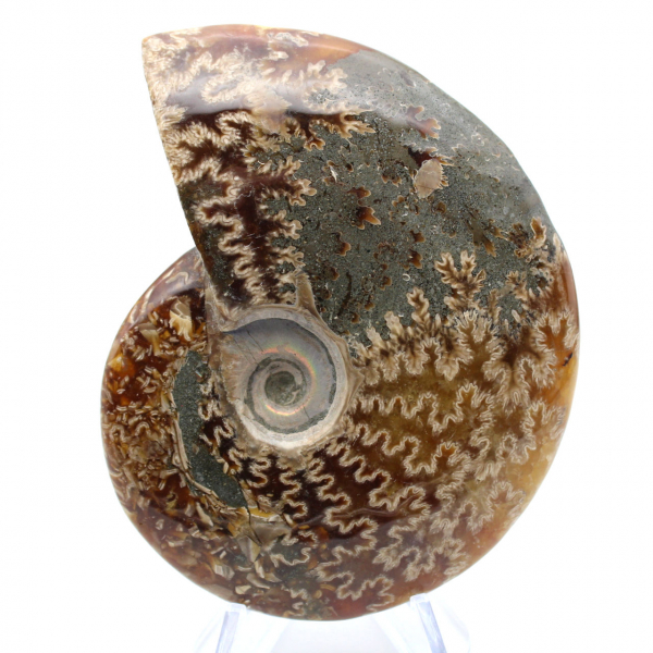 Ammonite un pezzo