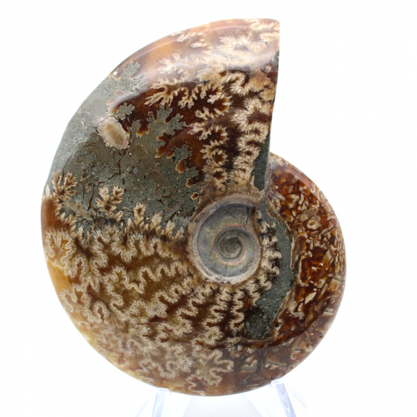 Ammonite un pezzo