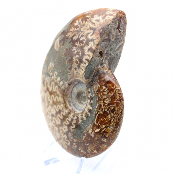 Ammonite un pezzo