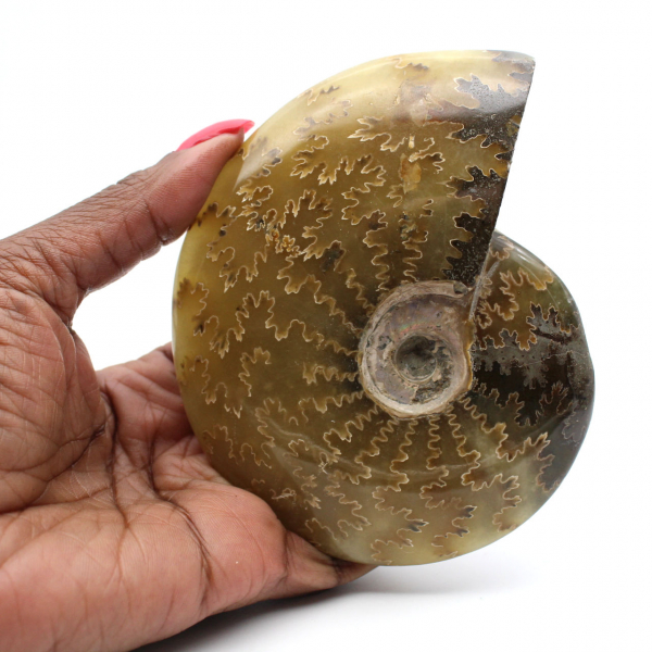 Ammonite fossilizzata