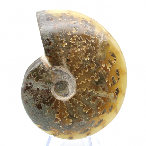 Ammonite fossilizzata