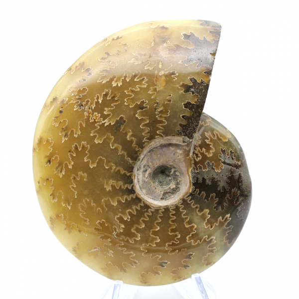 Ammonite fossilizzata