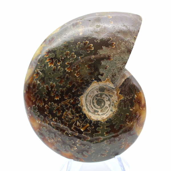 Ammonite naturale fossile