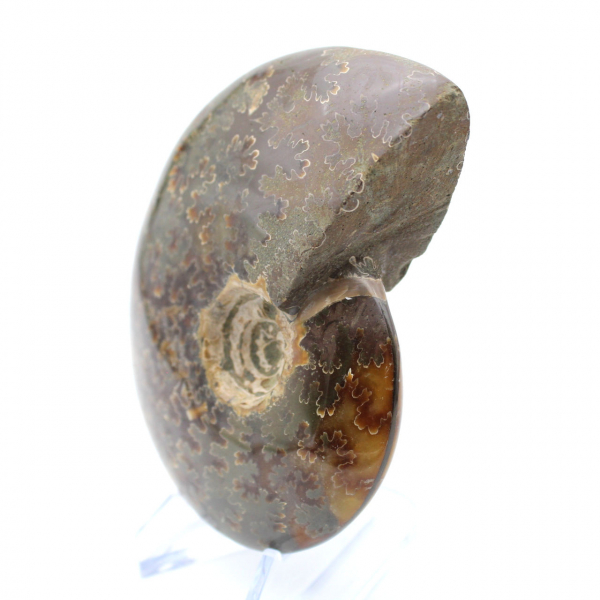 Ammonite naturale fossile