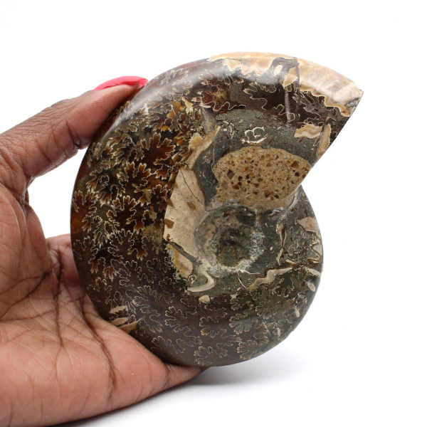 Fossile di ammonite lucidato